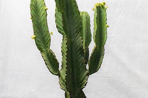 Euphorbia Ingens